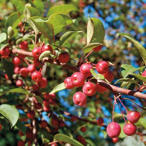 Crab Apples